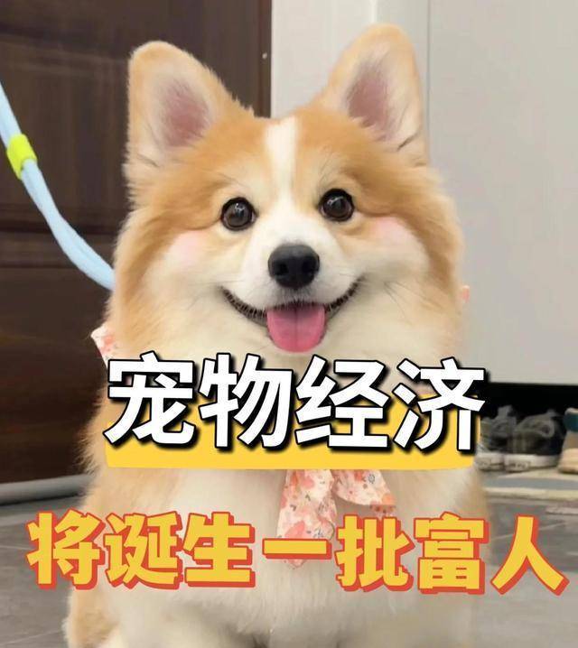 降临消费冷淡难改5大赛道悄悄赚翻天CQ9电子登录注册中国低欲望时代(图9) 降临消费冷淡难改5大赛道悄悄赚翻天CQ9电子登录注册中国低欲望时代(图9)